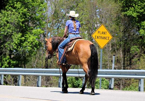 ridden-western-friesian-horse