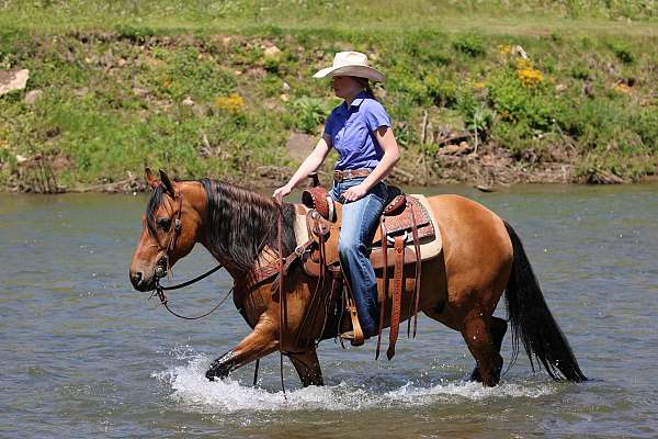roping-friesian-horse