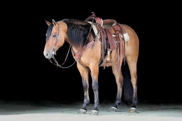 show-friesian-horse
