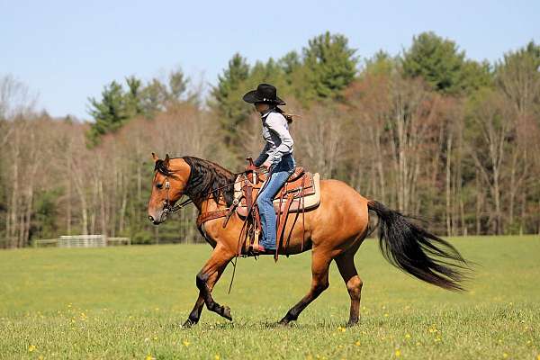 trail-friesian-horse
