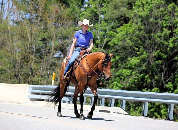 trail-riding-friesian-horse