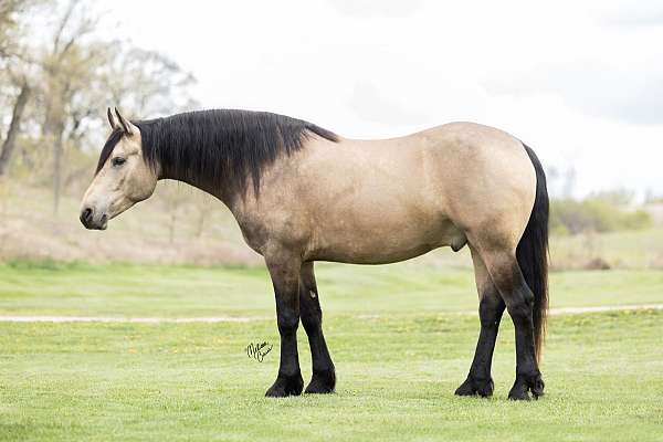 cross-friesian-horse