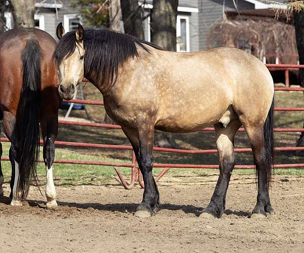 athletic-friesian-horse