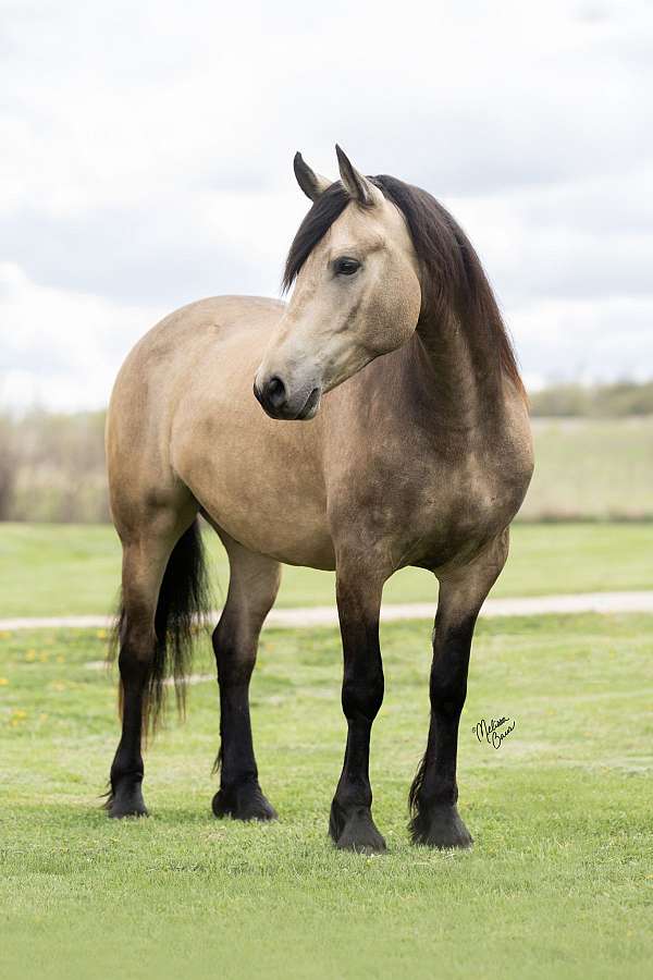 flashy-friesian-horse