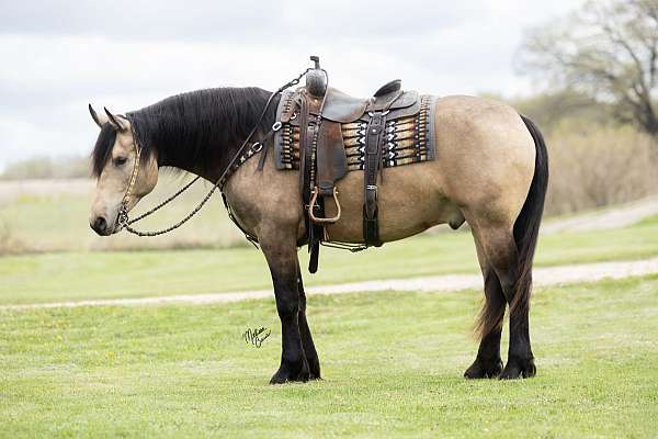 jumping-friesian-horse