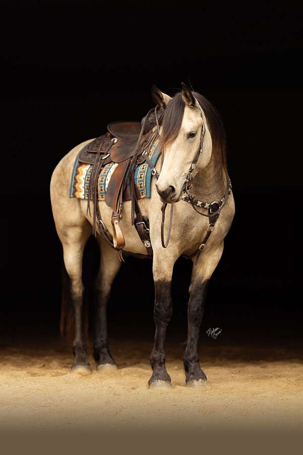 kid-safe-friesian-horse