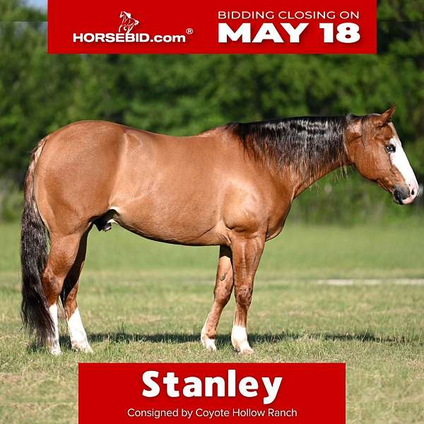 all-around-quarter-horse