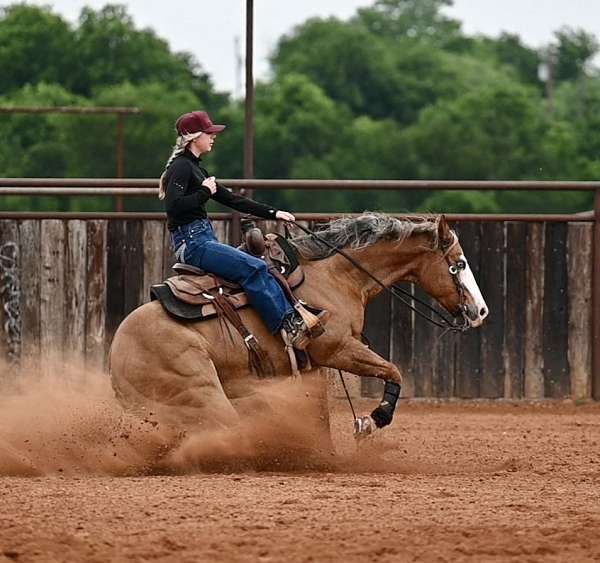 flashy-quarter-horse