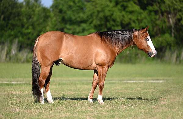 athletic-quarter-horse