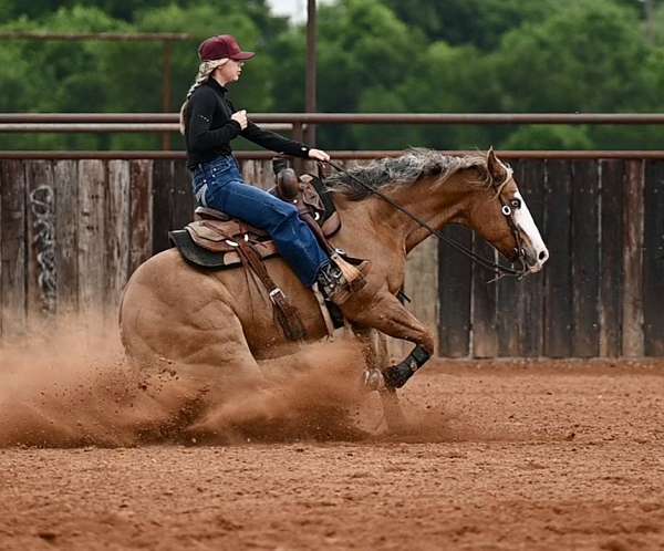 husband-safe-quarter-horse