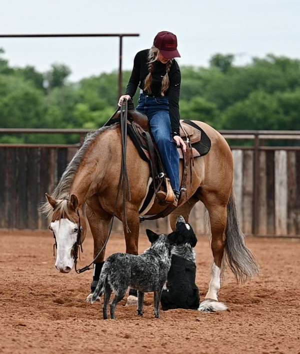 performance-quarter-horse