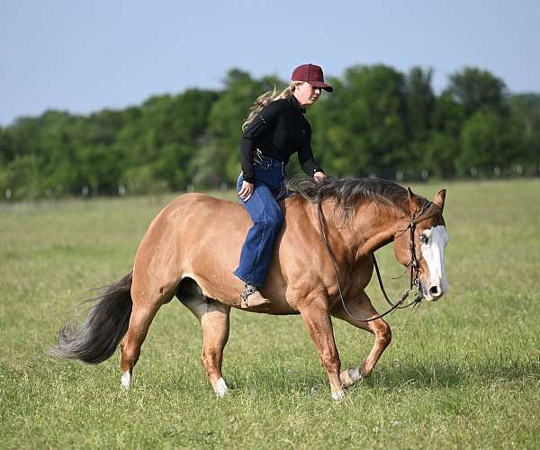 ranch-quarter-horse