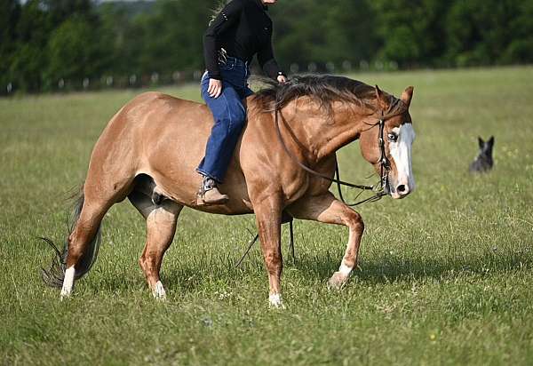 ranch-versatility-quarter-horse