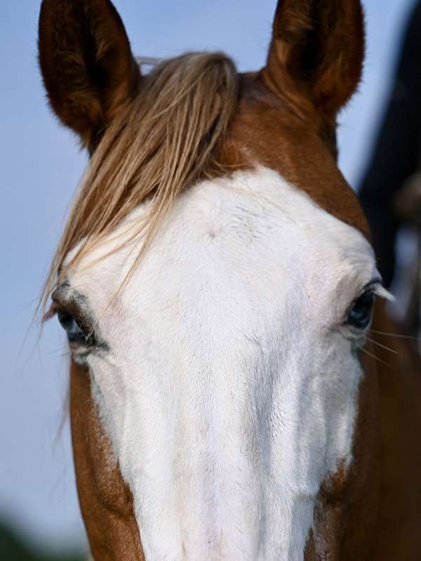 show-quarter-horse