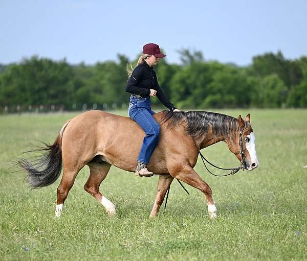 reining-quarter-horse