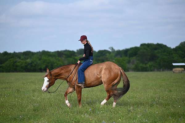 ranch-work-quarter-horse