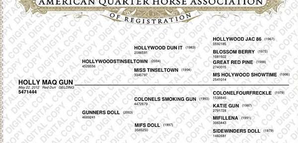 trail-quarter-horse