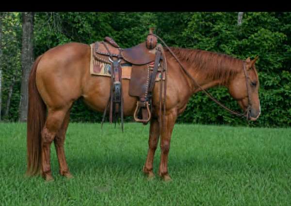 all-around-quarter-horse