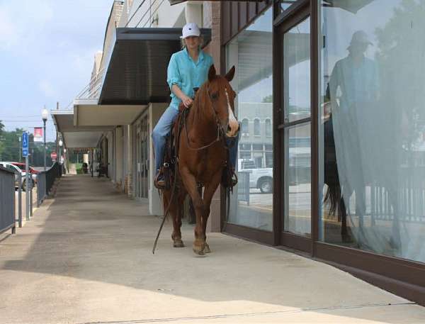 experienced-quarter-horse