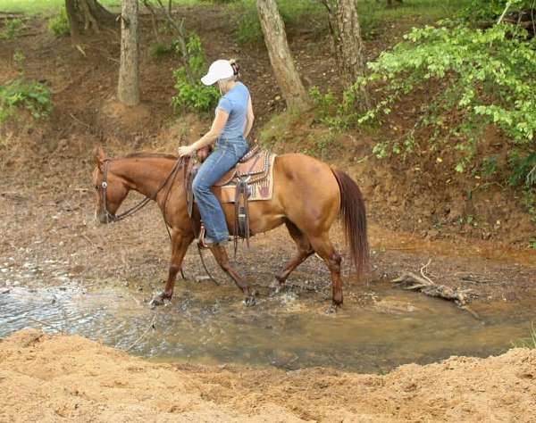 athletic-quarter-horse