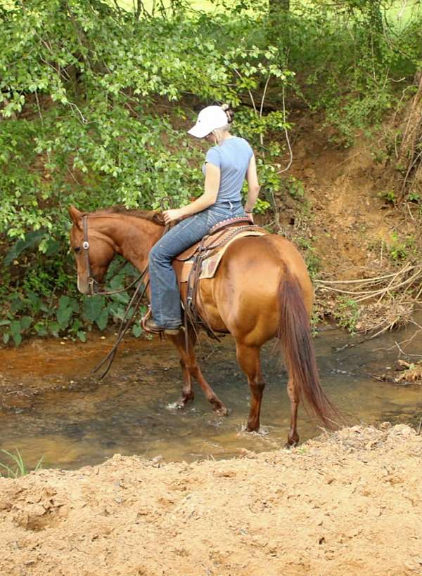 beginner-quarter-horse