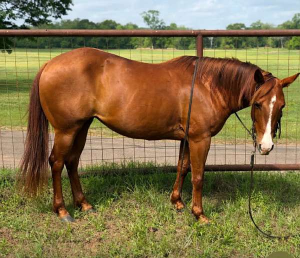 flashy-quarter-horse