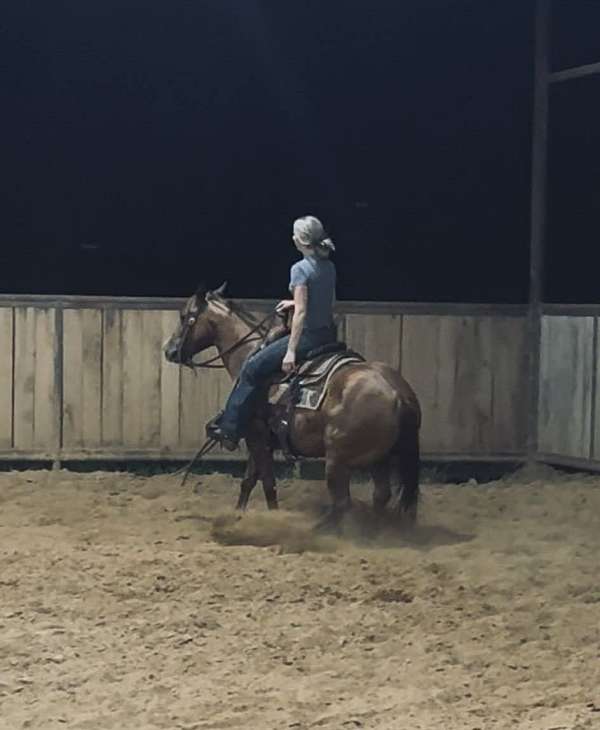 kid-safe-quarter-horse