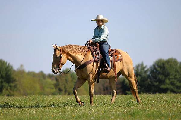 barrel-quarter-horse