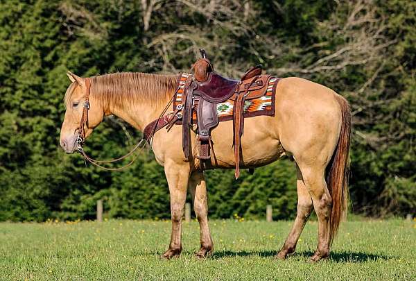 performance-quarter-horse