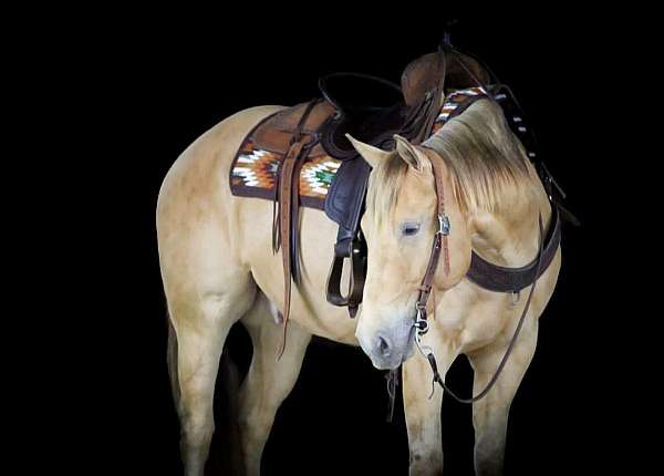 ranch-versatility-quarter-horse