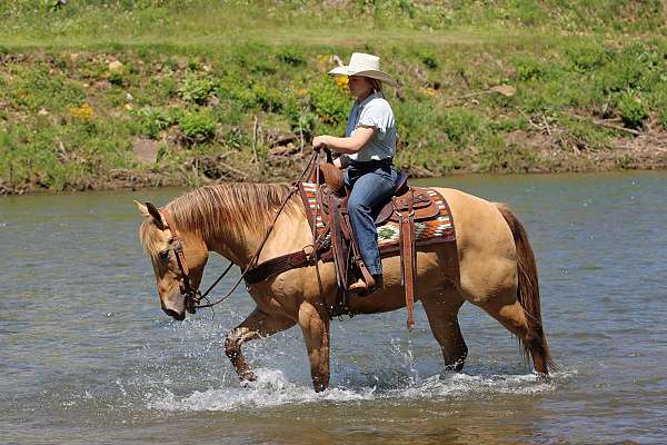 ranch-quarter-horse