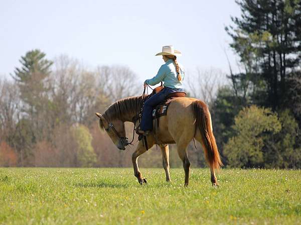 ridden-english-quarter-horse