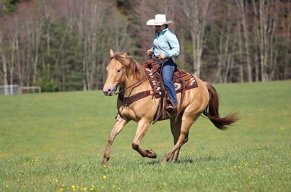 ridden-western-quarter-horse