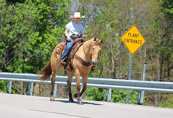 show-quarter-horse