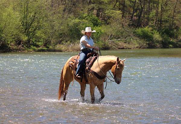 trail-quarter-horse
