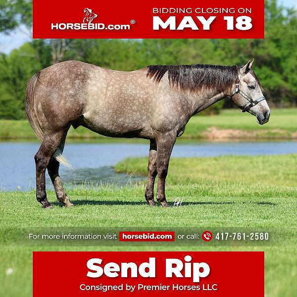 all-around-quarter-horse