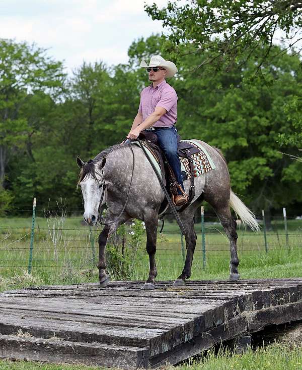 husband-safe-quarter-horse