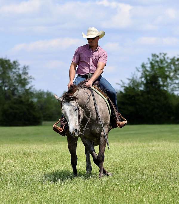 performance-quarter-horse