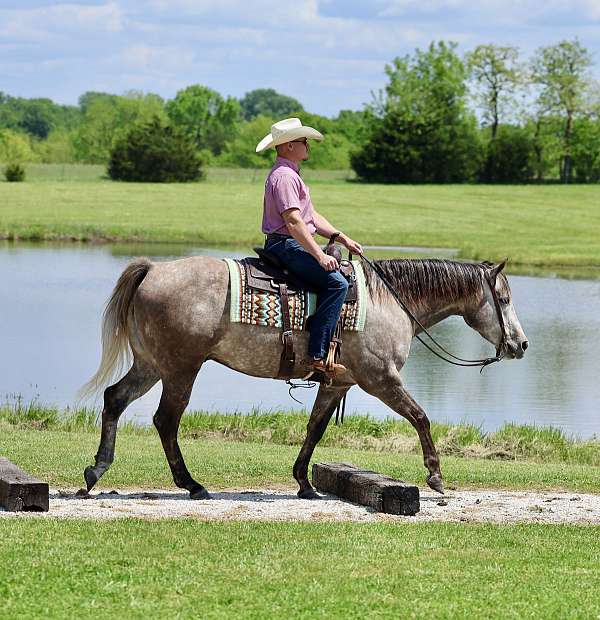 flashy-quarter-horse