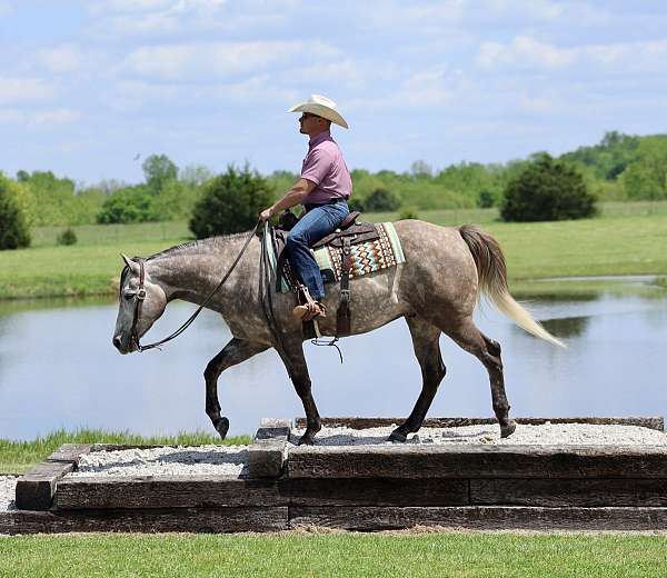 athletic-quarter-horse