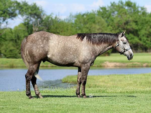 reining-quarter-horse