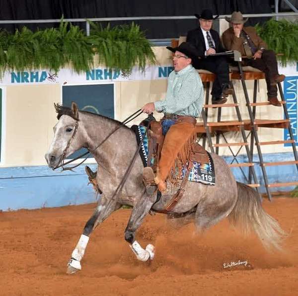 show-quarter-horse