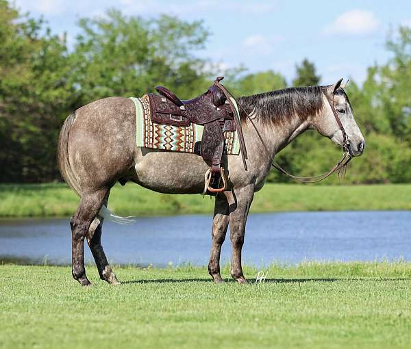 show-hack-quarter-horse