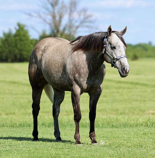 trail-quarter-horse
