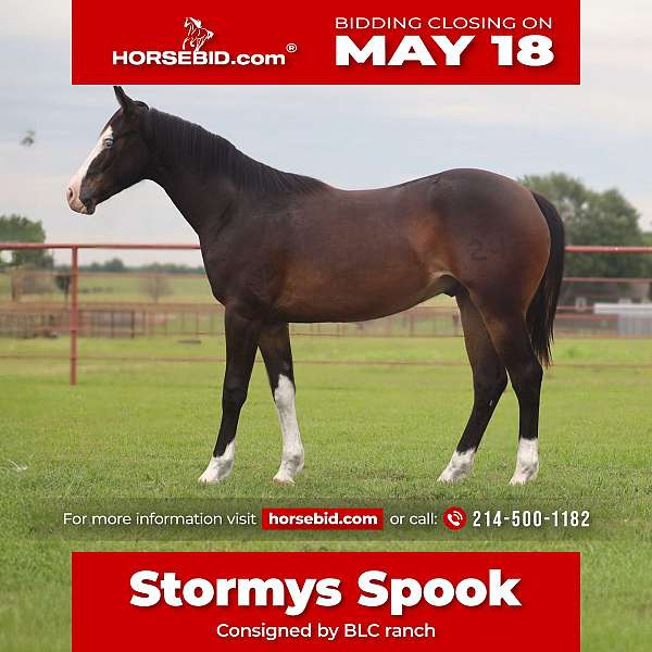 athletic-quarter-horse