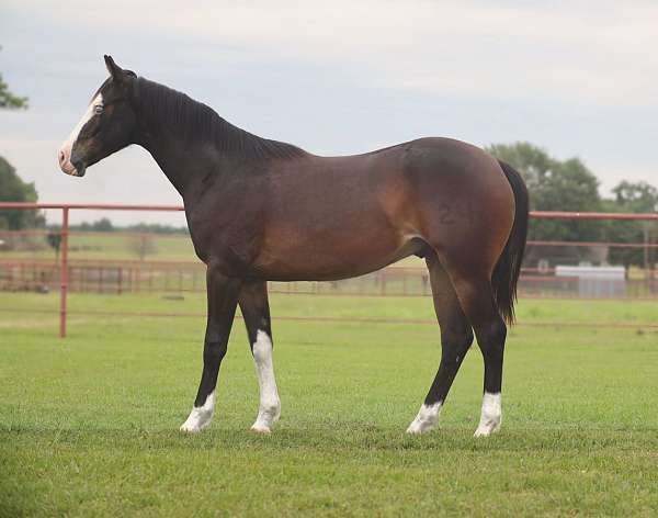 flashy-quarter-horse