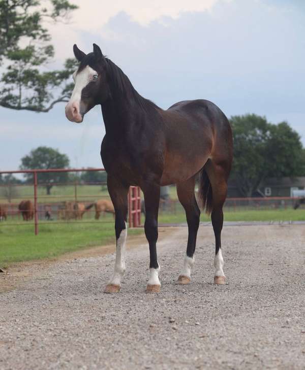 halter-quarter-horse
