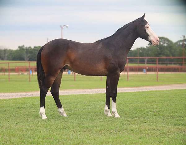 performance-quarter-horse