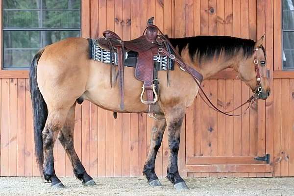 calf-roping-quarter-horse