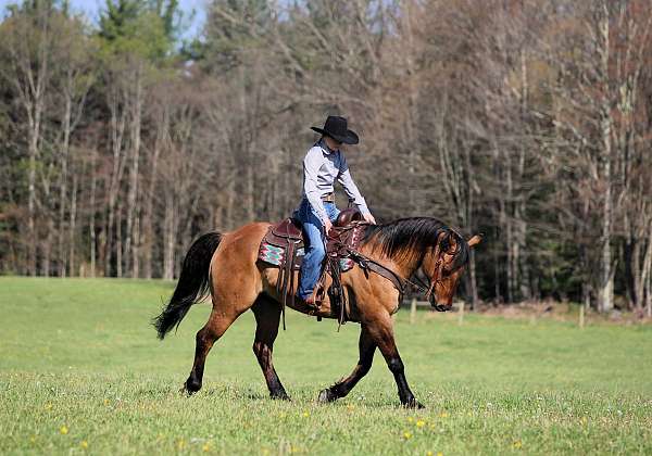 performance-quarter-horse